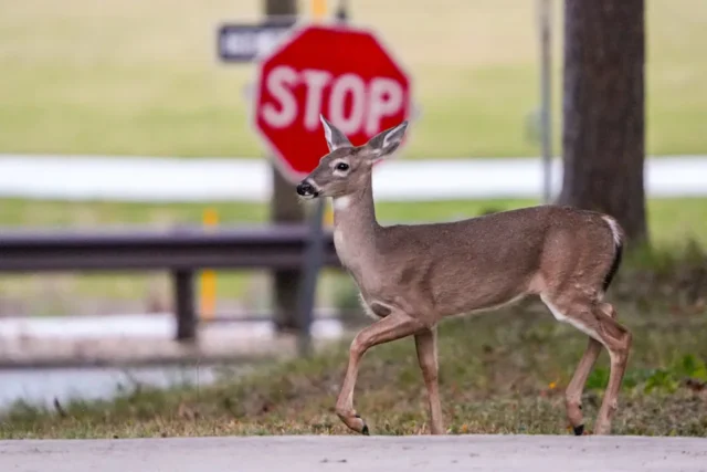 15af60c03a7b9dbcb81570c66500392b